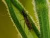 Dicyphus sp.